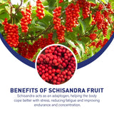 Fearathe Thyroid Support Complex Supplement - Energy, Focus, Boosts Brain Function and Metabolism, Concentration, Vitamin B12